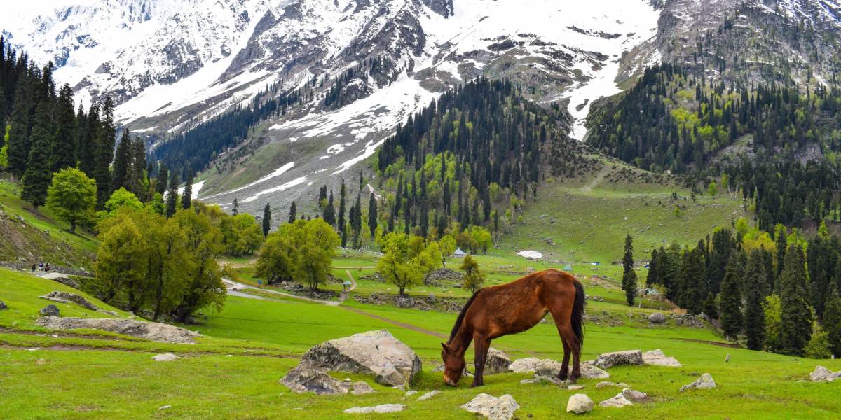 Srinagar–Gulmarg–Pahalgam 7-Day Scenic Tour